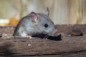 What did rats evolve from? How have rats evolved?