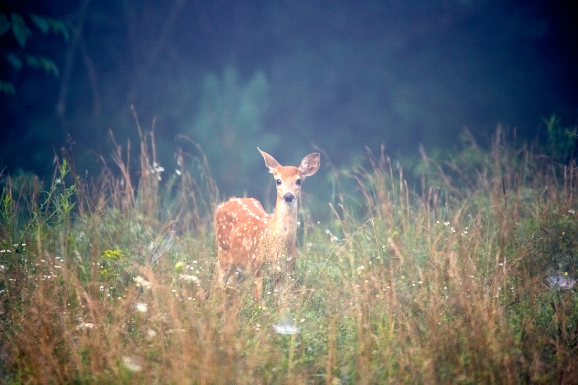 do-deer-live-in-the-rainforest-how-do-they-survive