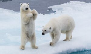 Do Polar Bears hibernate? (ANSWERED & EXPLAINED)