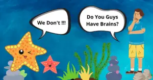 Why Starfish don’t have Brains? Let’s Know