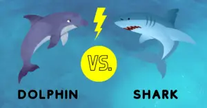Can Dolphins kill Sharks?