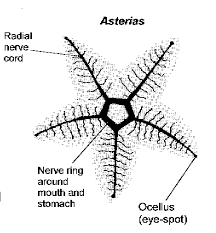 Starfish Nervous System Without Brain Diagram