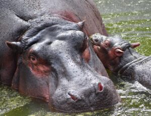 Do hippos and crocodiles get along?