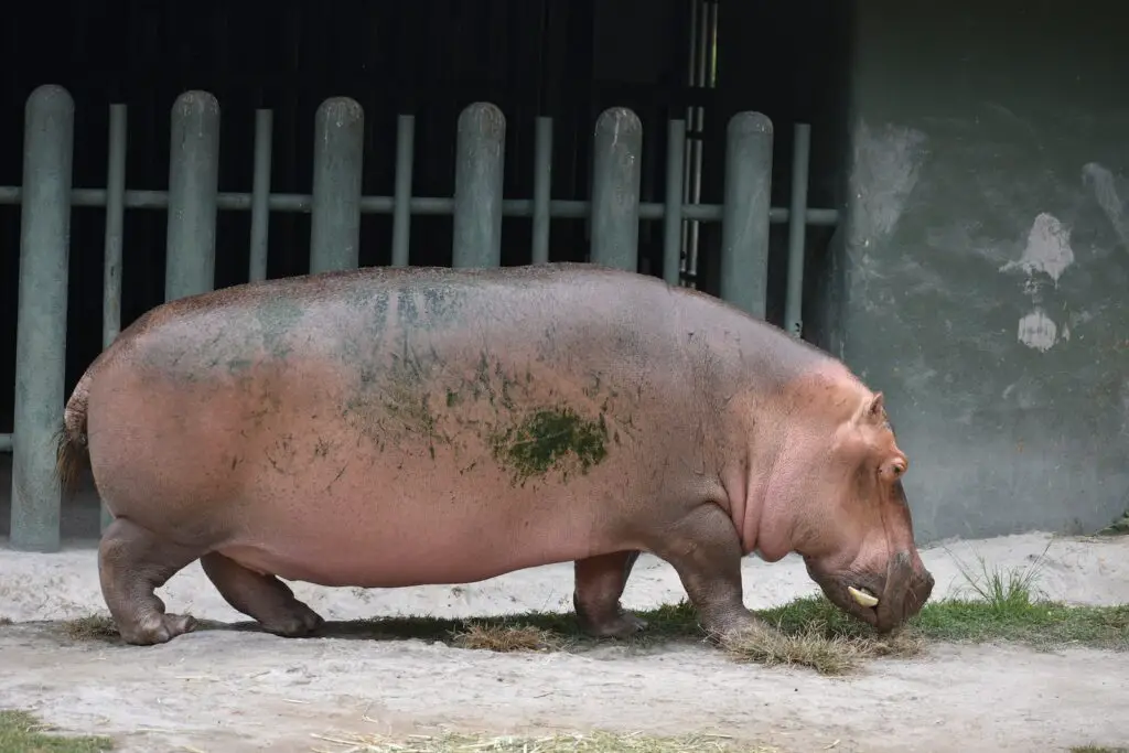 A Large Hippo Walking on the Ground