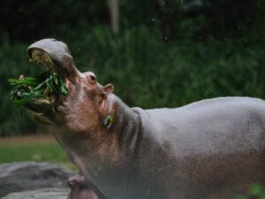 Do Hippos eat meat? What if they eat meat?