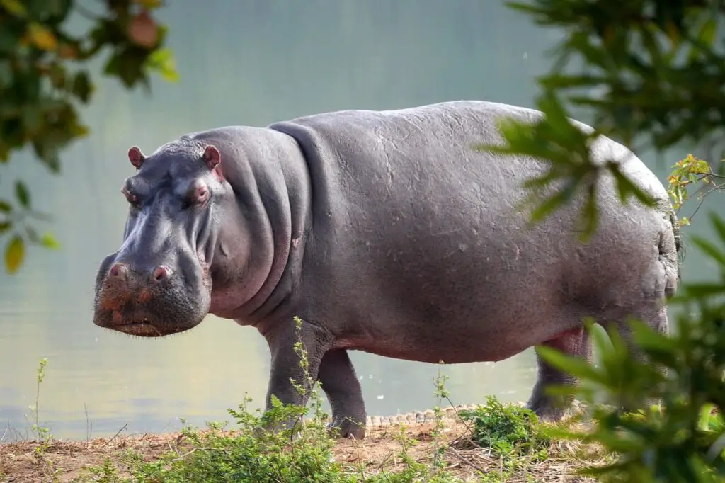 hippo, nature, wildlife
