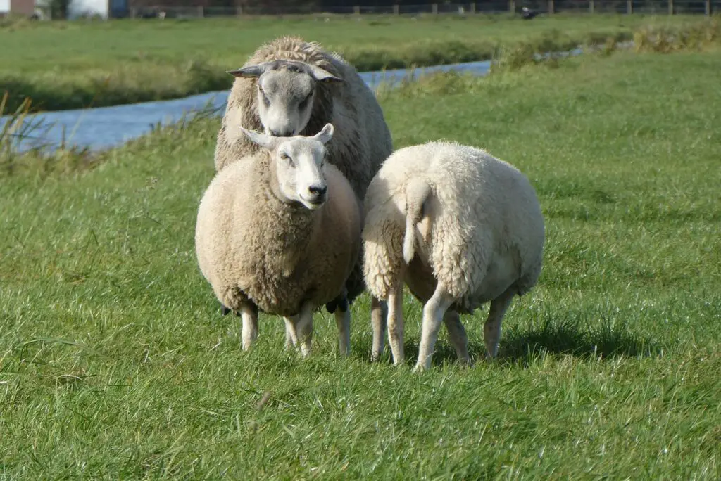 sheep, meadow, cover