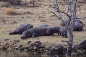 Do Hippos attack elephants?
