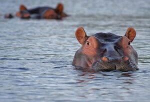 How Hippopotamus breathe? Why do they stay underwater?