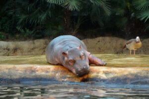 Why do Hippos spray poop?