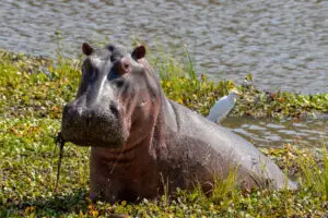Do Hippos swim or run underwater?