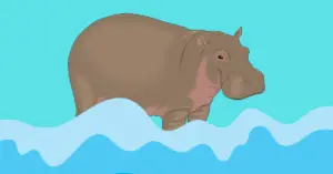 How long can a Hippo stay underwater?