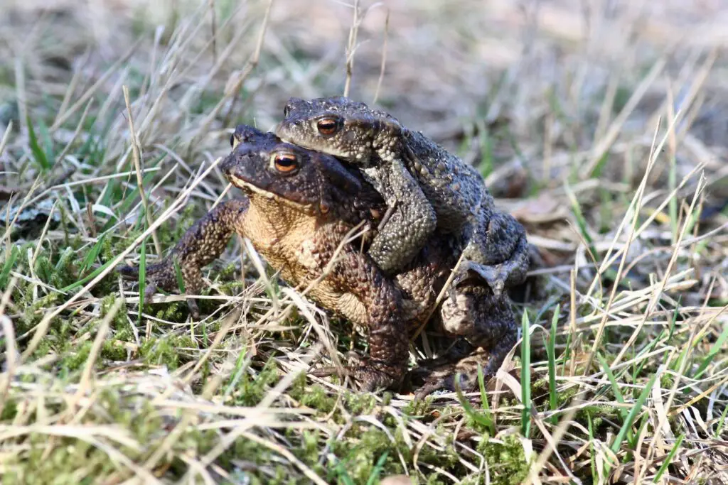 brown frog on green grass during daytime