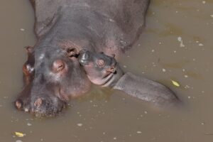 Why is Hippo’s milk pink?