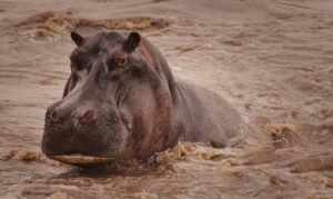 Why do Hippos kill humans?
