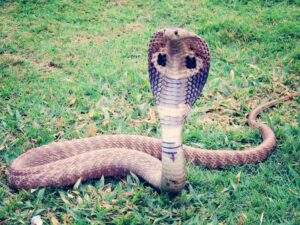Do King Cobras eat other snakes?