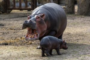 Do Hippos have predators? Let’s Know
