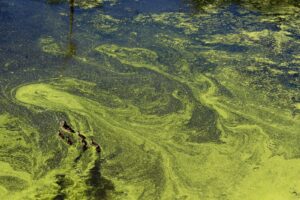 12 Economic Importance of Algae (With examples & FAQs)