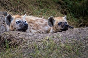 Are Hyenas dogs or cats?