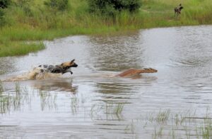 Hyena Chasing an Impala on Water