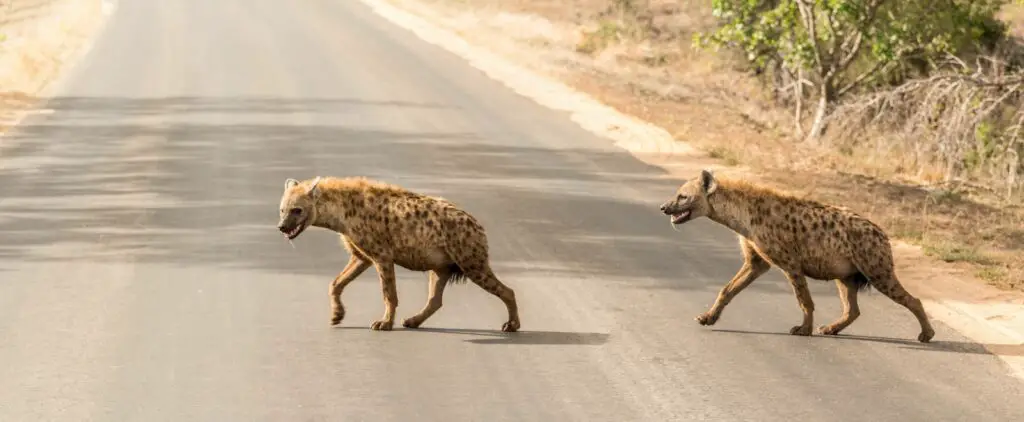 two hyena crossing concrete road