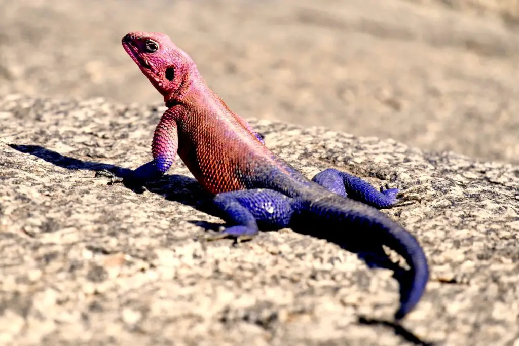 purple and red lizard on ground
