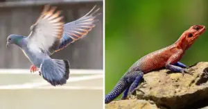 Structural differences between Pigeon and Agama Lizard