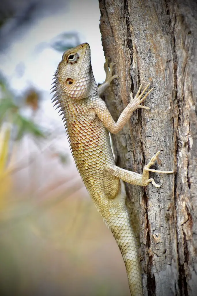 brown and white bearded dragon on brown tree trunk during daytime