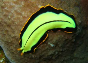 68 Interesting Facts About Phylum Platyhelminthes