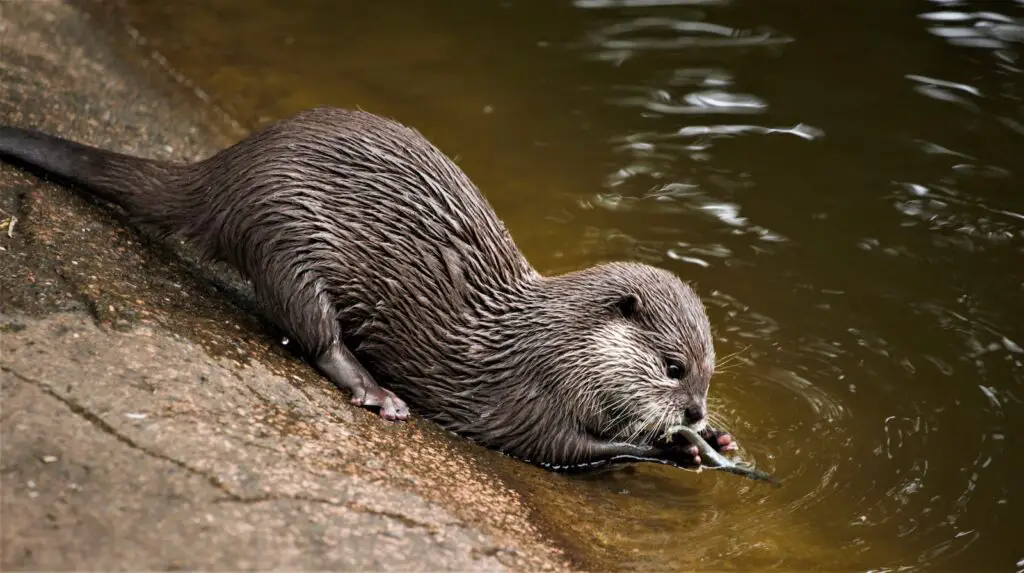 beaver on body of water