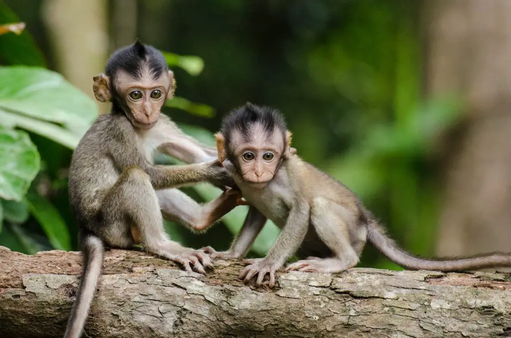 two baby monkeys on gray tree branch