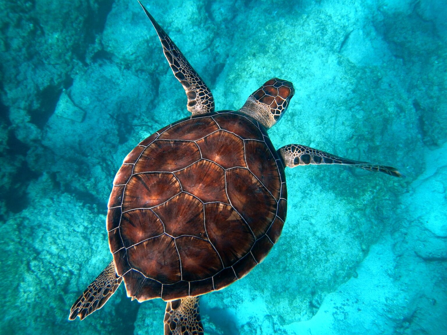 Keystone Species in Coral Reefs - Introduction, Examples, Roles, etc.