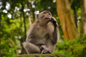 11 Well-Known & Useful Adaptations of a Monkey