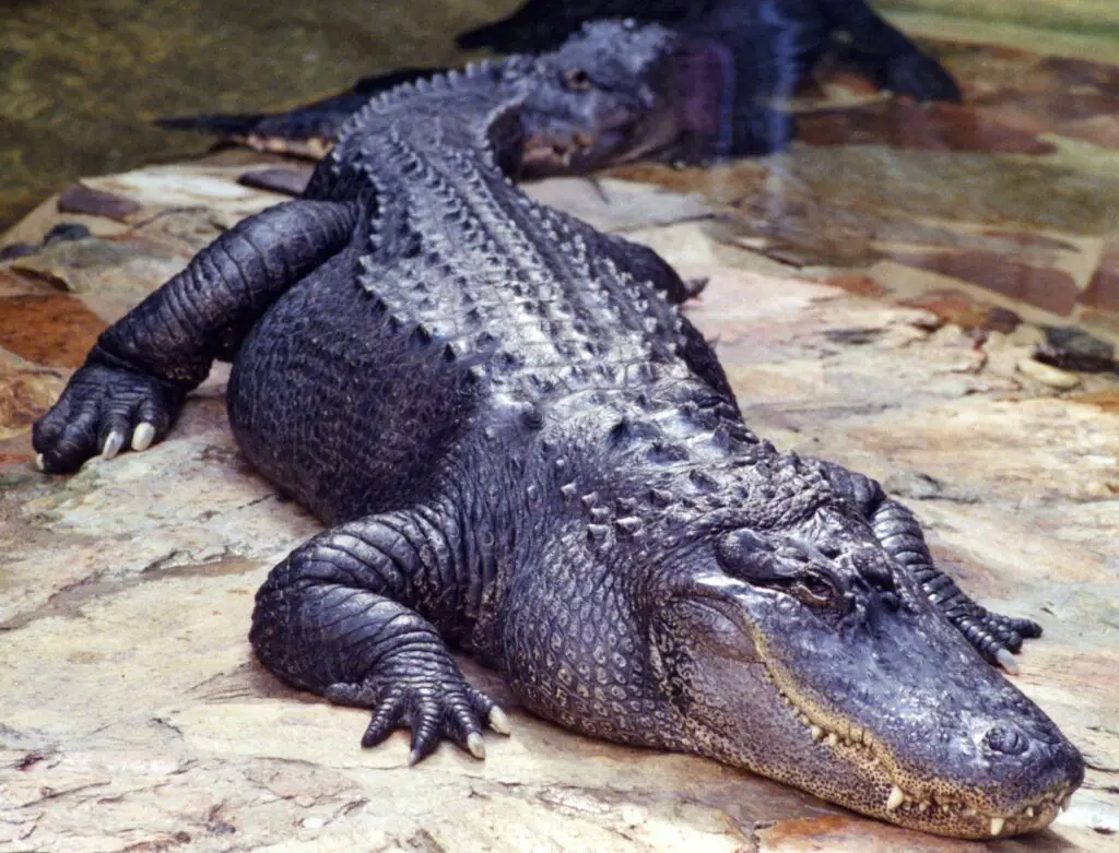 black crocodile on water during daytime