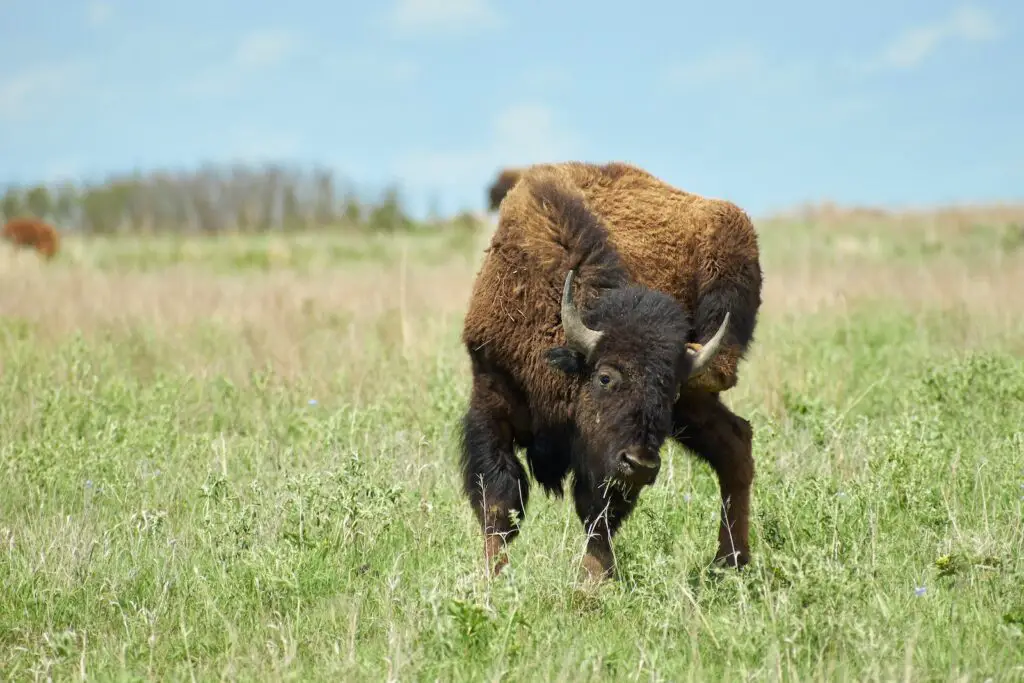 brown horned animal