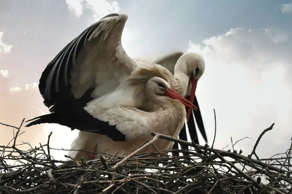 stork, bird, animal
