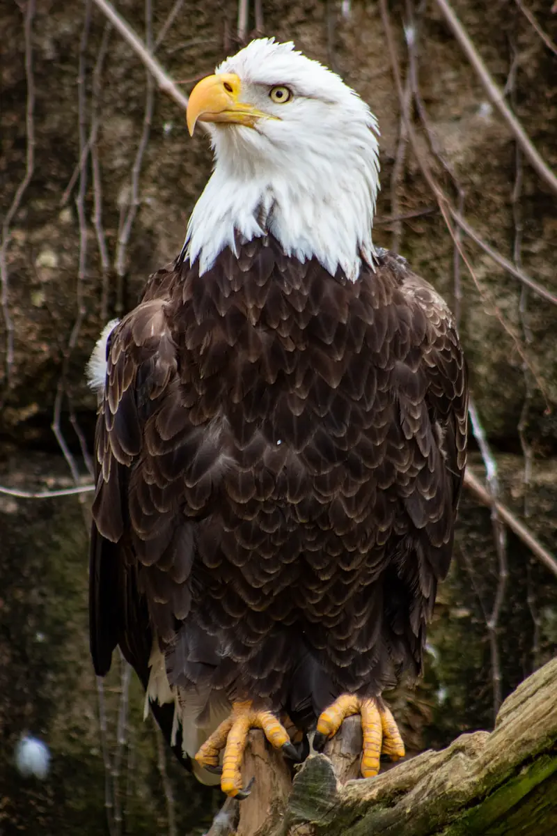 Exploring the Magnitude: Size Aspects of Bald Eagle Nests - (ONLY ZOOLOGY)