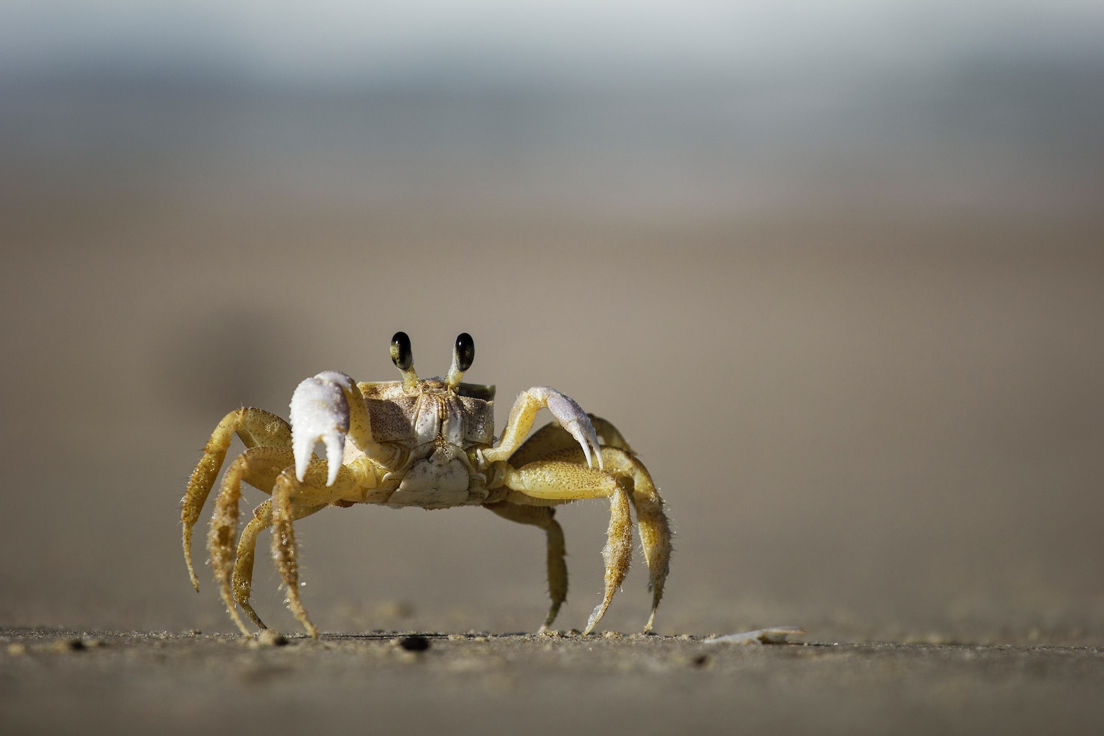 The Ultimate Guide To Hermit Crab Care - (only Zoology)