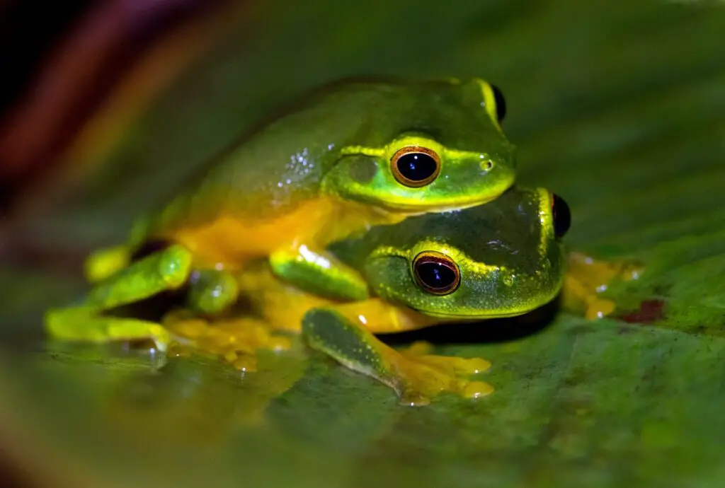 2 green frogs on leaf