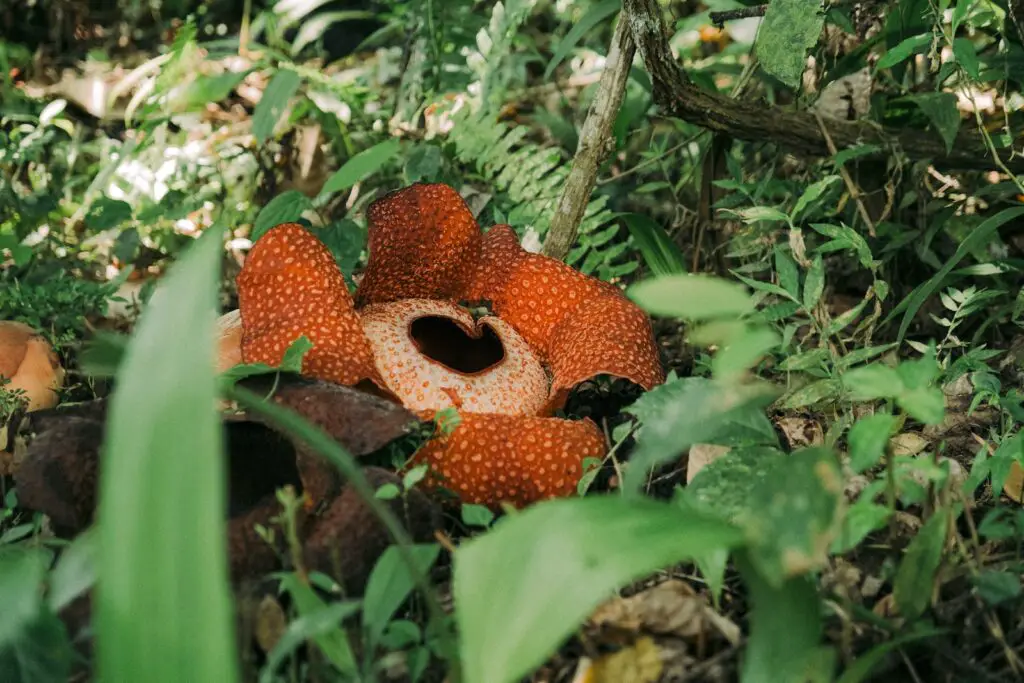 a red mushroom sitting in the middle of a forest