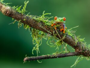 21 Keystone Species in Rainforests – Location, Habitats, Roles, etc.