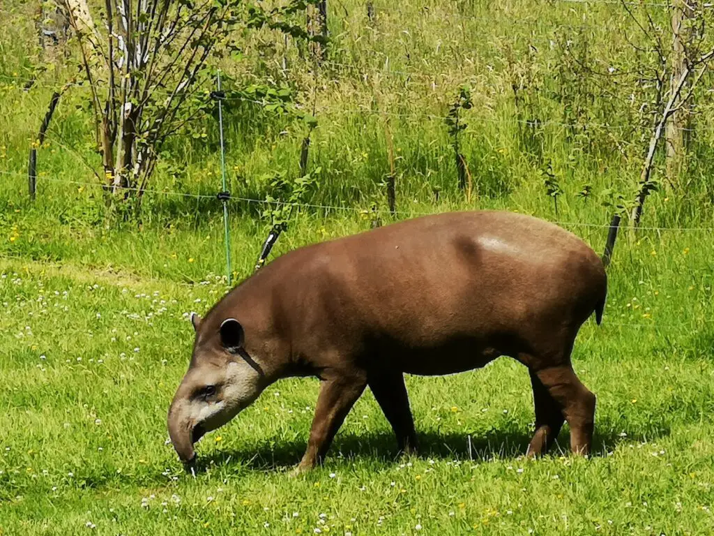 a brown animal in a field