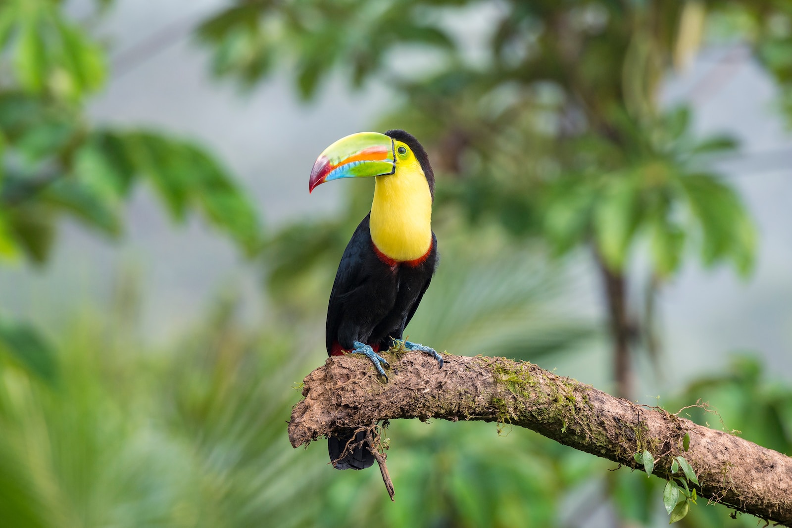 21 Keystone Species in Rainforests – Location, Habitats, Roles, etc.