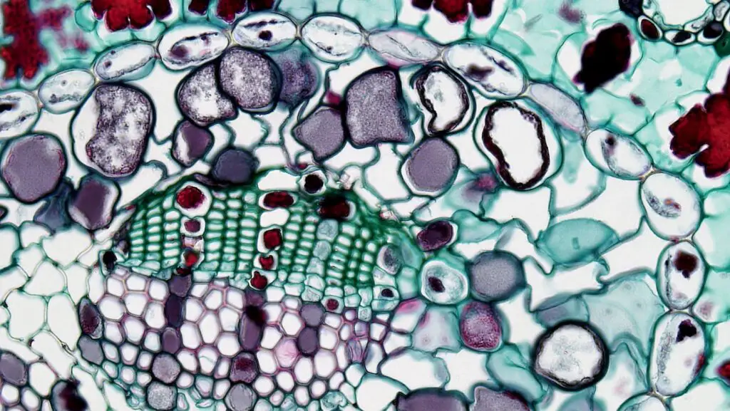 A vibrant microscopic view of plant cells highlighting intricate cellular patterns.