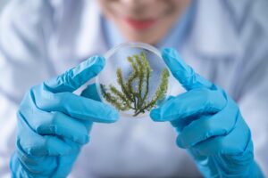 Close-up of a scientist examining algae in a petri dish, highlighting biotechnology research.