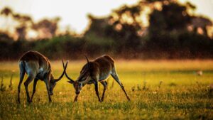 animal, antelope, mammals, africa, nature, safari, gazelle, horns, savannah, wildlife, species, fauna, antelope, antelope, antelope, africa, safari, safari, safari, safari, safari, gazelle, gazelle, savannah, savannah