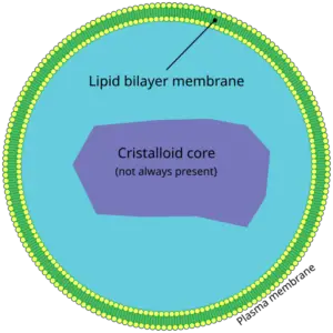 Peroxisomes: Key Players in Lipid Metabolism and Detoxification of Reactive Oxygen Species