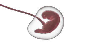 fetus, embryo, pregnancy, gestation, embryology, womb, uterus, fetus, fetus, fetus, fetus, fetus, embryo, embryo, embryo, embryo, womb, uterus