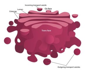 The Golgi Apparatus: A Hub for Protein Sorting and Post-Translational Modifications