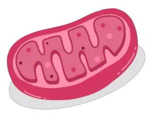 mitochondrion, cell, biology